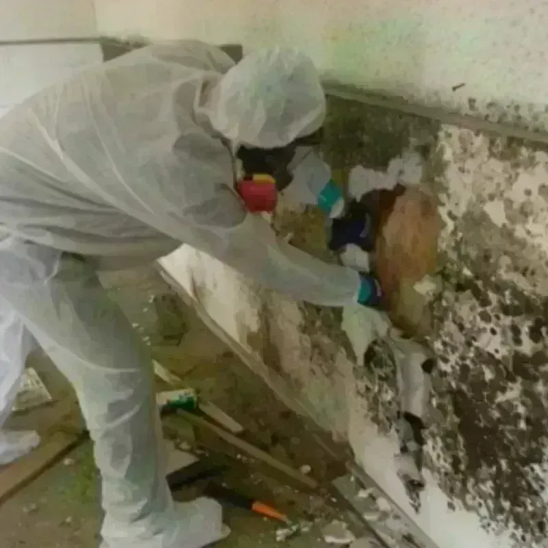 Mold Remediation and Removal in Lone Oak, TN